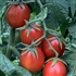 All Meat - Organic Heirloom Tomato Seeds