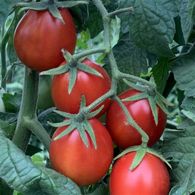 All Meat Heirloom Tomato