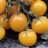 Amber Colored - Organic Heirloom Tomato Seeds