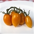 Amish Gold - Organic Heirloom Tomato Seeds