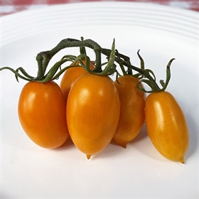 Amish Gold Tomato