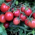 Amish Salad - Organic Heirloom Tomato Seeds
