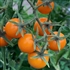 Amy's Apricot - Organic Heirloom Tomato Seeds