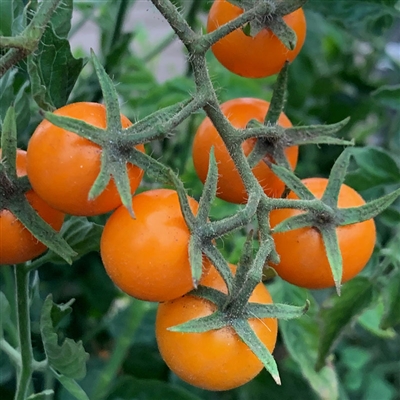 Amy's Apricot - Heirloom Tomato
