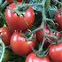 Amy's Sugar Gem -Organic Heirloom Tomato Seeds
