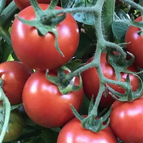 Amy's Sugar Gem Tomato Seeds