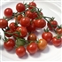 Angora Super Sweet - Organic Heirloom Tomato Seeds