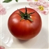 Arkansas Traveler - Organic Heirloom Tomato Seeds