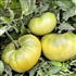 Aunt Rubys German Green - Organic Heirloom Tomato Seeds