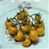 Aunt Ruby's Yellow Cherry - Organic Heirloom Tomato Seeds