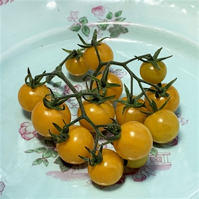 Aunt Ruby's Yellow Cherry