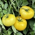 Azoychka - Organic Heirloom Tomato Seeds