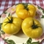 Basinga - Organic Heirloom Tomato Seeds