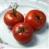 Bison - Organic Heirloom Tomato Seeds