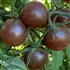 Black Cherry - Organic Heirloom Tomato Seeds