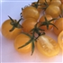 Blondkopfchen - Organic Heirloom Tomato Seeds