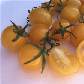 Blondkopfchen Heirloom Tomato