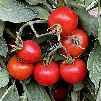 Bloody Butcher Tomato