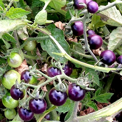 Blue Berries