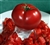 Bradley - Organic Heirloom Tomato Seeds