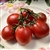 Brandy Sweet Plum - Organic Heirloom Tomato Seeds