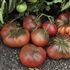 Brandywine, Black - Organic Heirloom Tomato Seeds