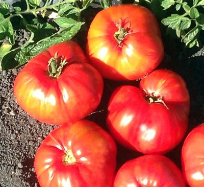 Brunete Tomato