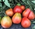 Buffalo Heart - Organic Heirloom Tomato Seeds