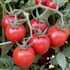Camp Joy - Organic Heirloom Tomato Seeds