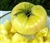 Candy's Old Yellow - Organic Heirloom Tomato Seeds