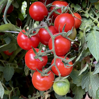 Chadwick Cherry Tomato