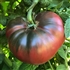 Cherokee Purple - Organic Heirloom Tomato Seeds