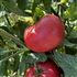 Chianti Rose - Organic Heirloom Tomato Seeds