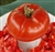Church - Organic Heirloom Tomato Seeds