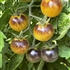 Cream - Organic Heirloom Tomato Seeds