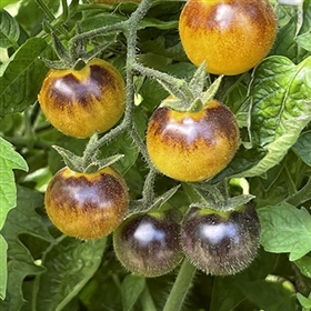 Cream - Tomato Seeds