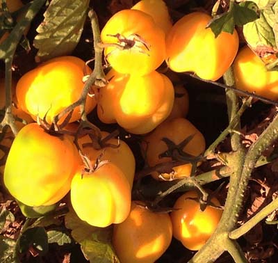 Doochova Yellow Pepper - Organic Heirloom Tomato Seeds