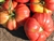 Dutchman - Organic Heirloom Tomato Seeds