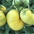 Dwarf Sweet Sue - Organic Tomato Seeds