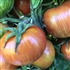 Dwarf Beauty King - Organic Tomato Seeds