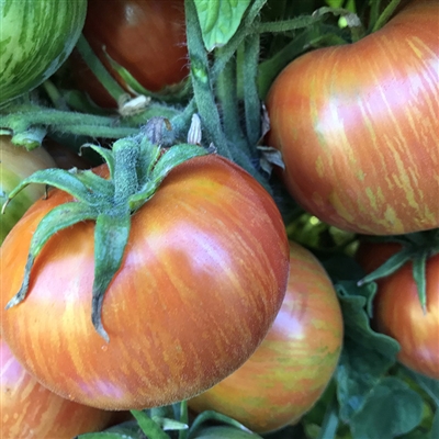 Dwarf Beauty King - Tomato