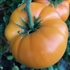 Dwarf Blazing Beauty - Organic Tomato Seeds