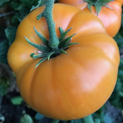 Dwarf Blazing Beauty - Organic Tomato Seeds