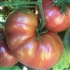 Dwarf Firebird Sweet - Organic Tomato Seeds