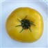 Dwarf Golden Gypsy -Organic Tomato Seeds