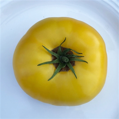 Dwarf Golden Gypsy - Tomato