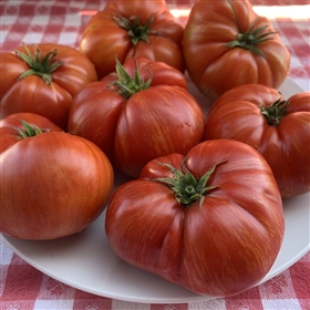Dwarf Hannah's Prize - Tomato