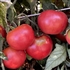 Earliana - Organic Heirloom Tomato Seeds