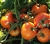 Earl Of Edgecombe - Organic Heirloom Tomato Seeds