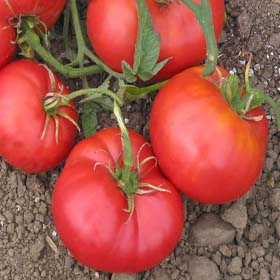Fred Limbaugh Potato Top Tomato